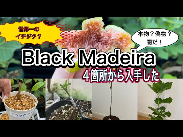 【お陰様で高評価を貰ってます】 ブラックマデイラkk sddefault.jpg