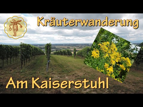 Kräuterwanderung am Büchsenberg