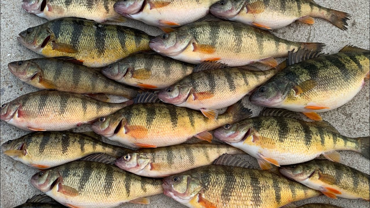 Fishing with Slip Bobbers for Perch! (Bonus Catch)