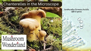 Chanterelles under the Microscope