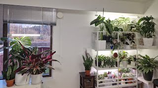 : 1    #plants # # # #garden #gardenplants #top #home #