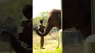 The bond between man and  elephant 🐘❤️ #chennai #tamilnadu #shorts#wildlifeindia #elephant