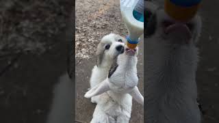 Lamb Bottle-Fed as Puppy Licks Spilled Milk Off Its Face