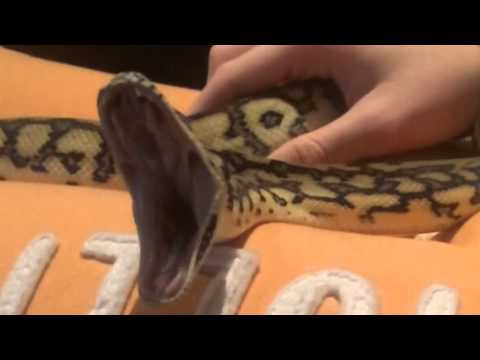 Loki || Jungle Jaguar Carpet Python (Snake) Yawn