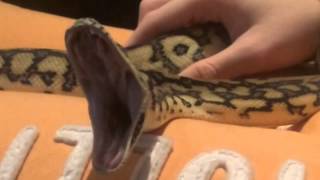 Celebrity Loki || Jungle Jaguar Carpet Python (Snake) Yawn Wealth