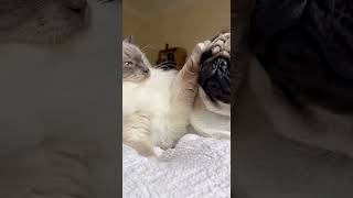 Gentle Cat Pats Wrinkly Pug Face 🥰