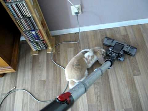 Vacuum Rabbit Stimpy my rabbit and the vacuum cleaner - YouTube