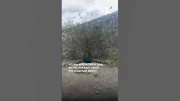Роскошный танец павлина
