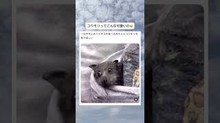 コウモリが可愛い