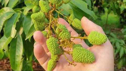 Vải U Hồng Quả To Tướng, Vải THiều Chính Vụ Năm Nay Muộn Hơn I Nui Doi Luc Ngan 98