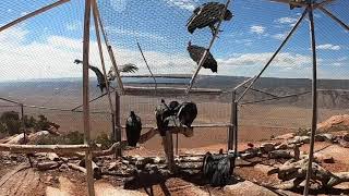 California Condors Fly Free For The First Time