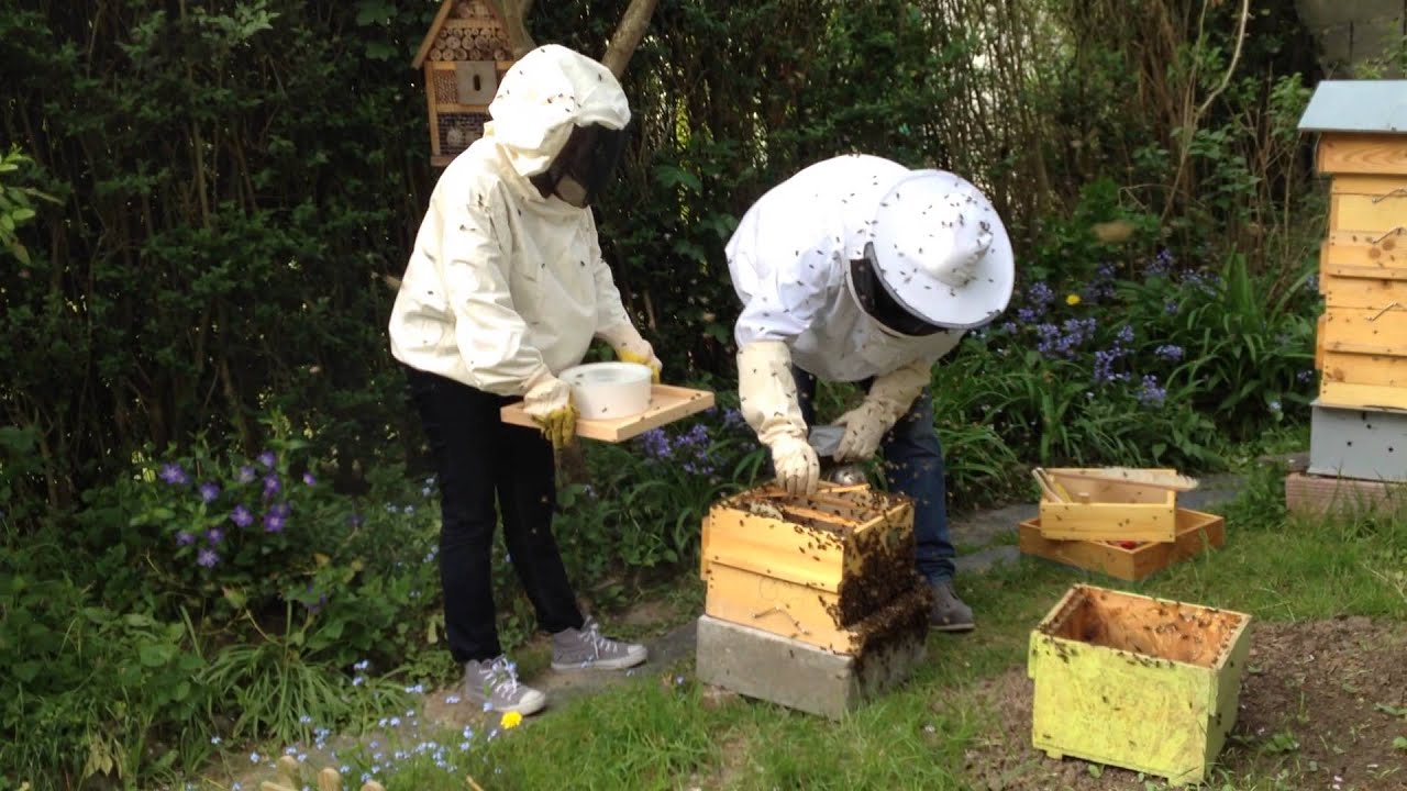 Apiculture Warré