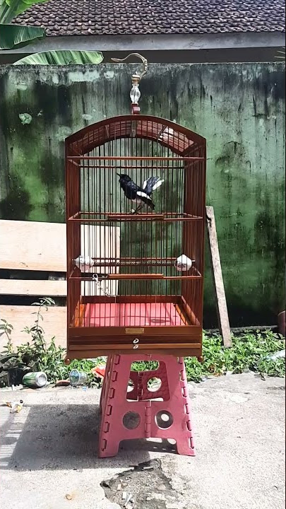 Jemur Perdana Kacer BIRING-BIRING Pasca Mabung