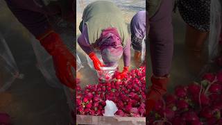 Derede Yıkanan Turplar Paketleniyor