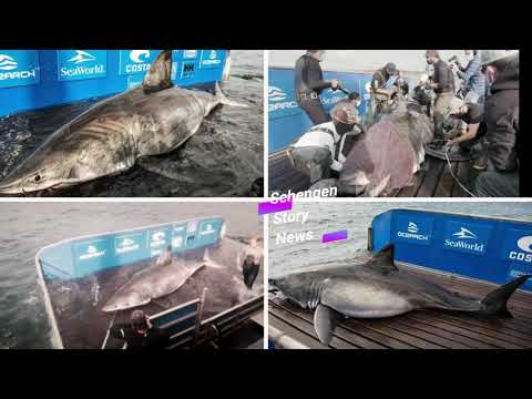 Giant 17ft great white shark dubbed 'Queen of the Ocean' caught weighing 3,500lbs