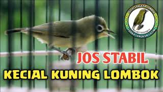 KECIAL KUNING JOS STABIL