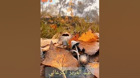 سورة الانبياء بصوت الشيخ عبد العزيز الكرعاني تلاوة خاشعة