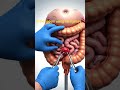 appendix #anatomy #animation #dothingsyoudontwanttodo