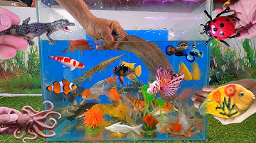 Tổng hợp các loại cá cảnh đẹp, động vật dễ thương, cá trê vàng, cá sấu, cá panda, bạch tuộc