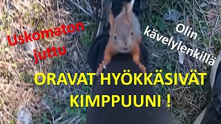 USKOMATON TAPAUS - oravat hyökkäsivät kimppuni