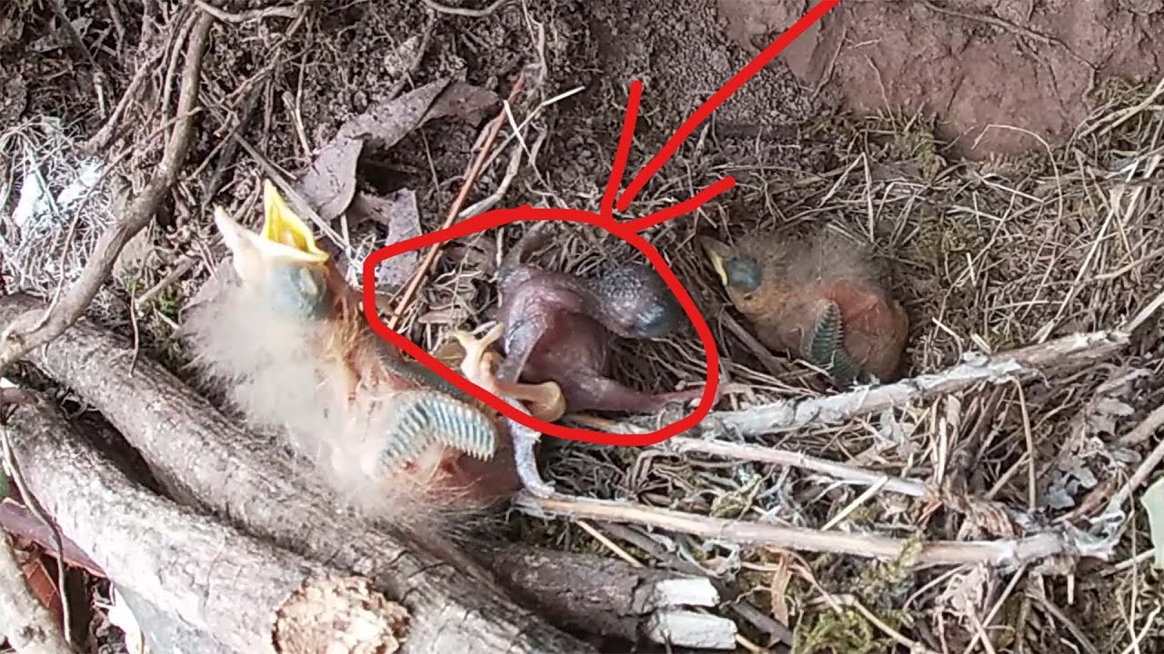 Day4, What do you do when the cuckoo pushes the bird out of nest?