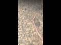 حيه تطله من جحر ضب