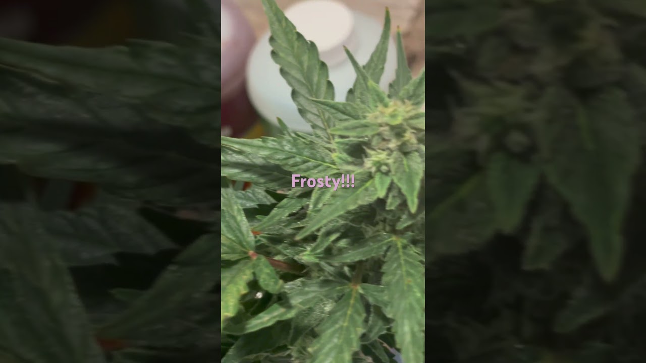 Frosty!! Cannabis wow!! 2 weeks of flowering look how big the colas are