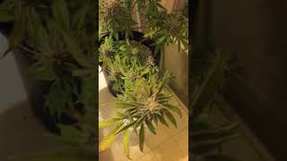 Auto Purple MicroDot