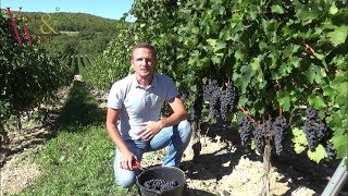 Сбор винограда / Harvesting the grapes