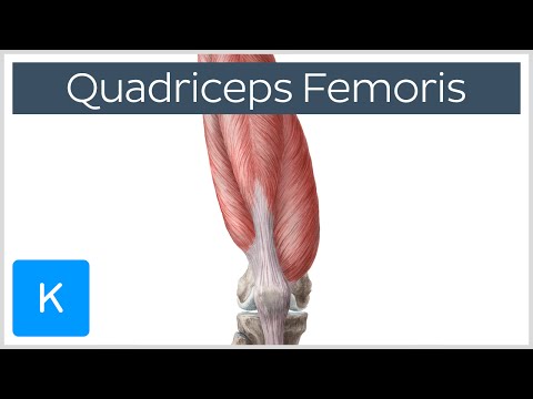 Quadriceps Femoris Muscle - Origin, Insertion and Function - Human Anatomy | Kenhub