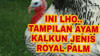 TAMPILAN AYAM KALKUN JENIS ROYAL PALM (Royal palm type turkey)