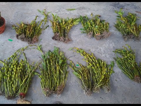 Video Lan rừng Chuỗi Ngọc hoa xuân rực rỡ | Orchid | Đã Hết - youtube