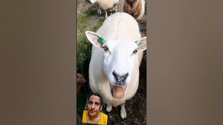 Goat #sheep #cute #animals #funny #satisfying #goat #viral - DayDayNews