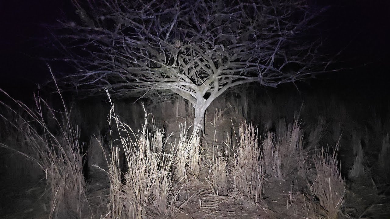 Grandes Jaurias de Coyotes se oyen Aullar en esta Zona 