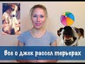 О породе джек рассел терьер отзывы. Дрессировка и воспитание собак джек рассел терьер.