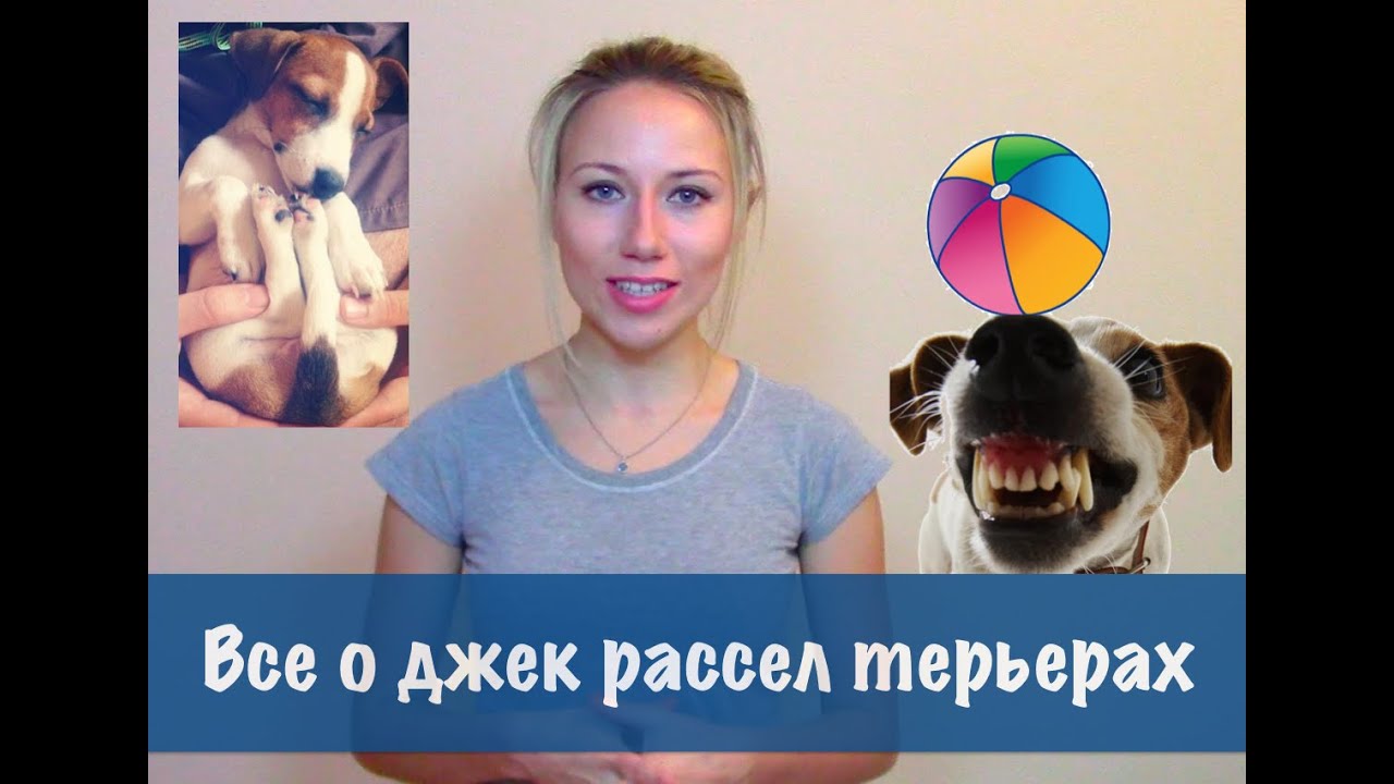 О породе джек рассел терьер отзывы. Дрессировка и воспитание собак джек рассел терьер.
