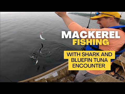 Mackerel Fishing Nova Scotia | Bluefin Tuna and Shark Encounter