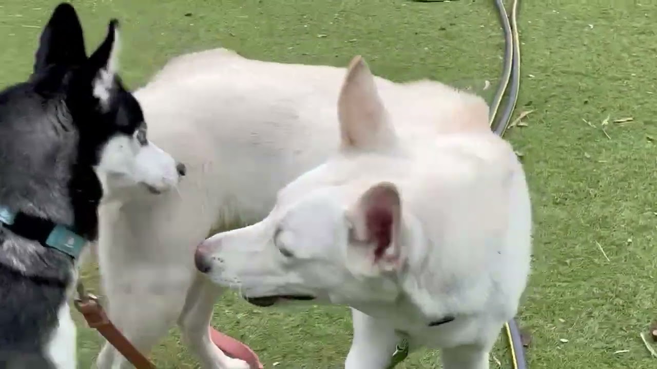 Meet Lala a Mixed Breed, Medium (up to 44 lbs fully grown) currently available for adoption! 1/1/202