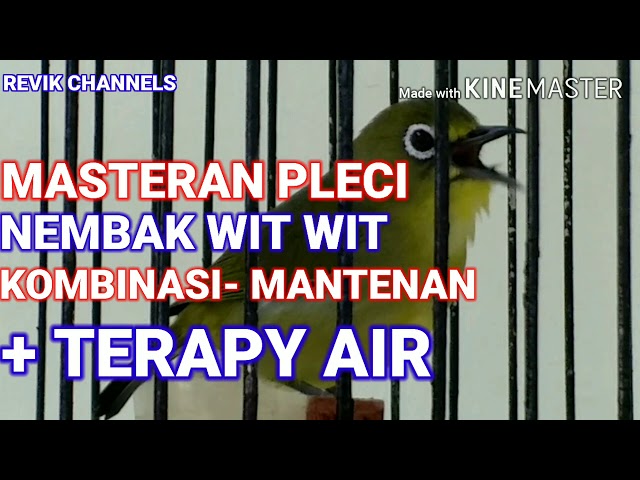 #masteranpleci #nembakwitwit #terapiair MASTERAN PLECI NEMBAK WIT WIT KOMBINASI MANTENAN +TERAPY AIR class=