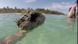 Sea Urchin Wedged In A Rock