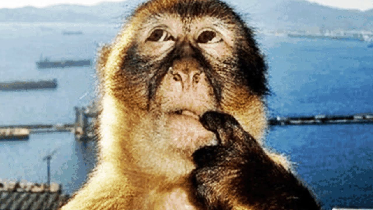 najlepsze Łapu Capu które wytłumaczyć może jedynie wyciek gazu