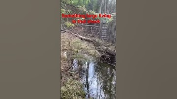 Sasquatch #mystery #creature #alien #forestmonster #creepypasta #nightstalker