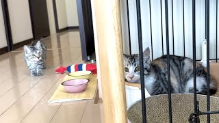 里親さまの元へ出発約4ヶ月ぶりに姉妹とご対面した子猫かぐ告兄妹日記Kitten Departing To Foster Home.