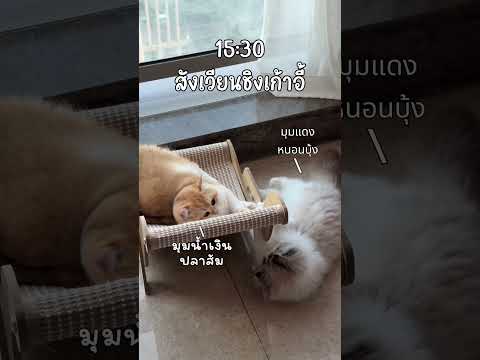 วันวันของแมวมีเรื่อง