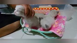 Transitioning your kitten from milk going to solid food by Happy Cats PH 544 views 3 years ago 5 minutes, 7 seconds
