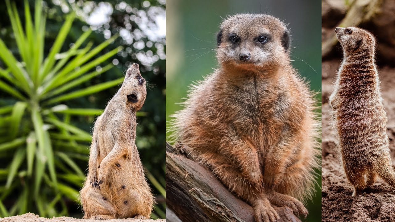 curiosidad sobre suricata - YouTube