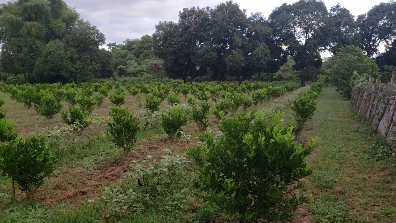 My Calamansi plants YouTube