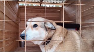 В Югре проходит акция по поиску хозяев для собак из приютов