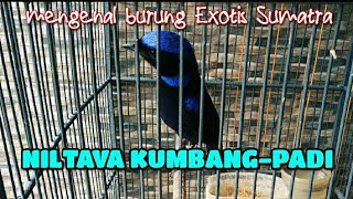 REVIEW BURUNG NILTAVA KUMBANG-PADI | BURUNG EXOTIS PULAU SUMATRA | NILTAVA KUMBANG GACOR