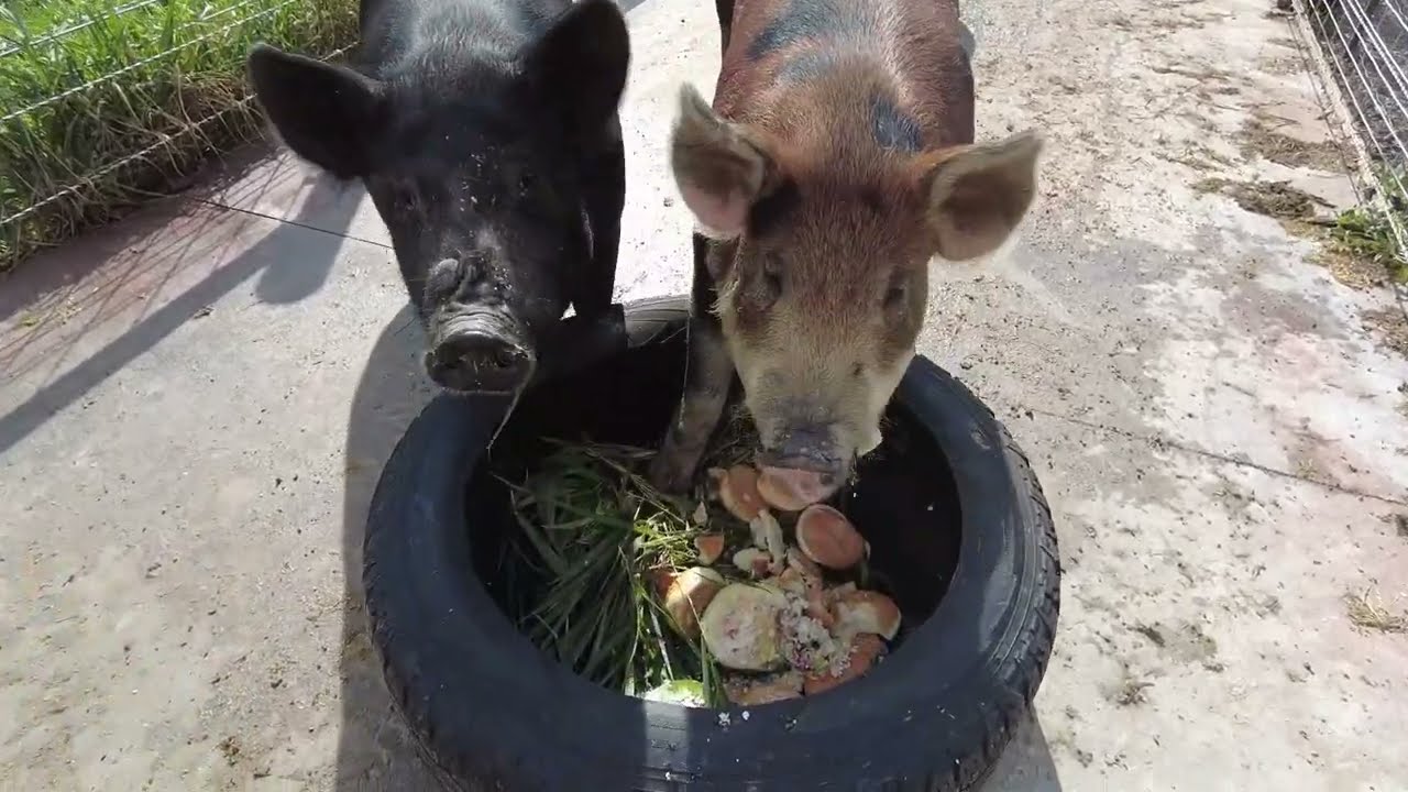 DIY Tire Pig/Sheep/Goat/Dog Feeder Less than $50!